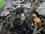 Retiboletus fuscus image