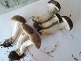 Retiboletus fuscus image