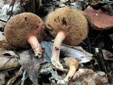 Bothia castanella image