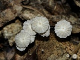 Marasmius capillaris image
