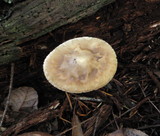 Amanita porphyria image