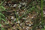 Marasmius capillaris image