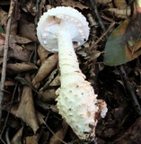 Amanita cokeri image