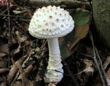 Amanita cokeri image