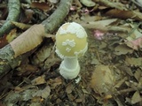 Amanita velatipes image
