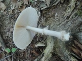 Amanita velatipes image