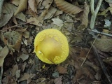 Amanita flavorubens image