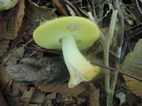 Amanita flavorubens image