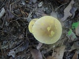 Amanita flavorubens image