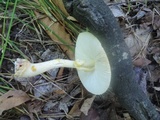 Amanita flavorubens image