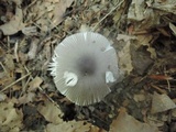 Amanita sect. Vaginatae image