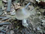 Amanita sect. Vaginatae image