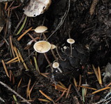 Baeospora myosura image