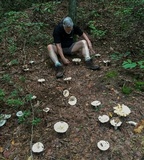 Russula compacta image