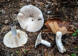 Russula compacta image