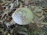 Amanita morrisii image