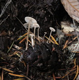Baeospora myosura image