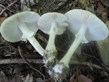 Amanita morrisii image