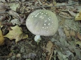 Amanita morrisii image