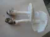 Amanita morrisii image
