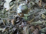 Amanita morrisii image