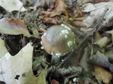 Amanita morrisii image