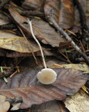 Baeospora myosura image