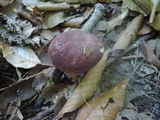 Tylopilus badiceps image