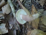 Tylopilus badiceps image