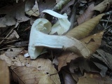 Tylopilus badiceps image