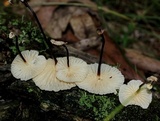 Marasmius delectans image