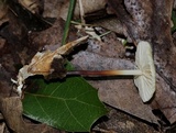 Marasmius delectans image