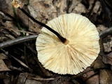 Marasmius delectans image