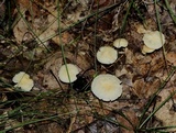Marasmius delectans image