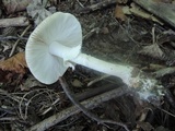 Amanita morrisii image