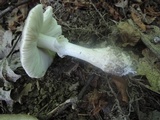 Amanita morrisii image