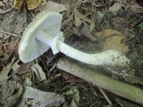 Amanita morrisii image