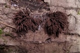 Stemonitis fusca image