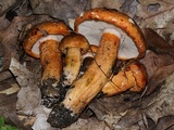 Tricholoma aurantium image