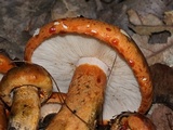 Tricholoma aurantium image