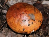 Tricholoma aurantium image