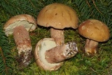 Boletus subcaerulescens image