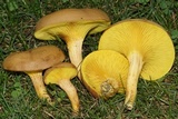 Phylloporus rhodoxanthus image