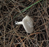 Clitopilus prunulus image