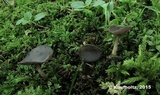 Helvella corium image