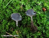 Helvella corium image