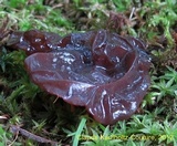 Exidia recisa image
