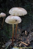 Mycetinis scorodonius image