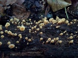 Xeromphalina kauffmanii image