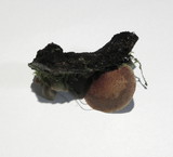 Crepidotus calolepis image